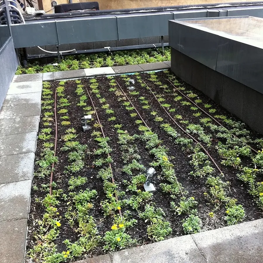 Rooftop green-roof planting bed with drip lines, young plants, and in-soil spotlights