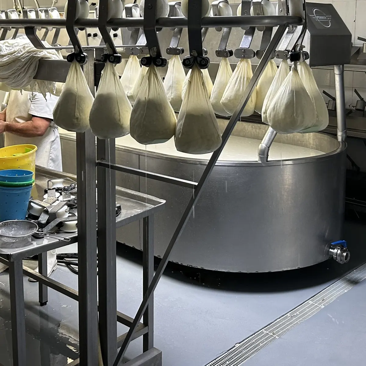 Cheese production back under way on the new floor, Menorca