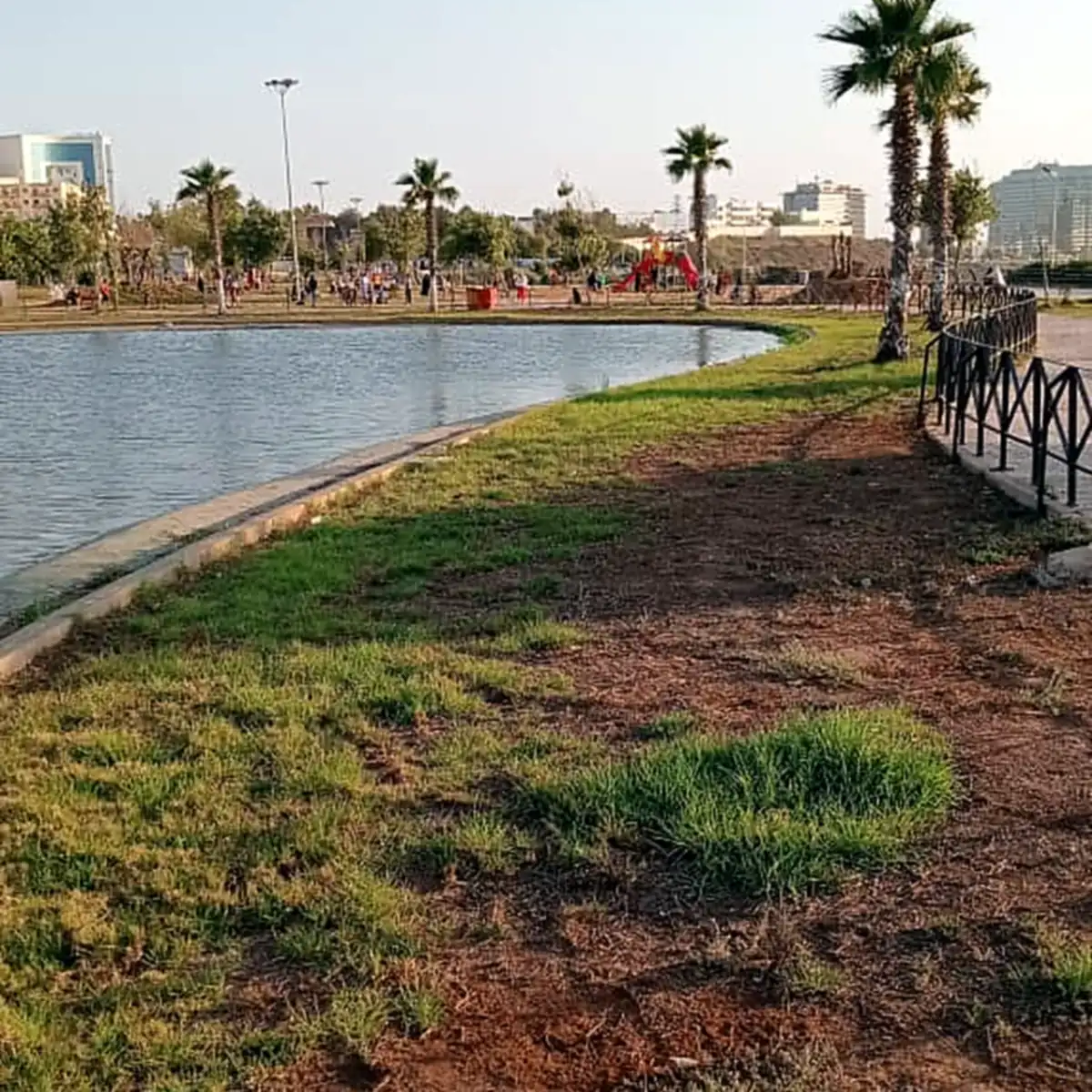 Green bank sloping down to the lake water in July 2026